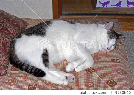 貓睡覺的臉 119780640