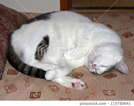 貓睡覺的臉 119780641