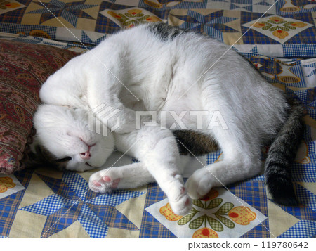 Cat sleeping face Cat sleeping face 119780642