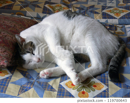 Cat sleeping face Cat sleeping face 119780643