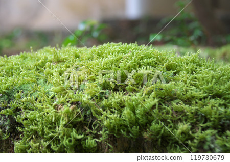 Dried Hypodium moss Dried Hypodium moss 119780679