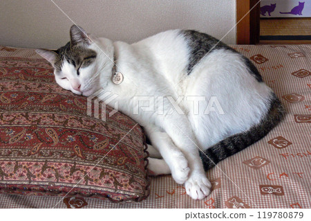 Cat sleeping face 119780879
