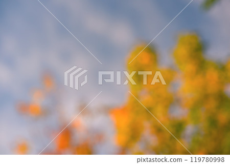 Defocused natural background sky and tree with yellow leaves. Defocus light autumn abstract, bokeh. 119780998