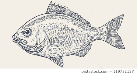 Gilt-head bream, fish, Dorado, seafood, sketch. Vintage retro print, seafood fish sketch, sea life, ink pencil style drawing engrave old school sketch, hand drawn. Sketch artwork fish. Illustration 119781137