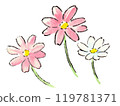 Cute pink cosmos 119781371