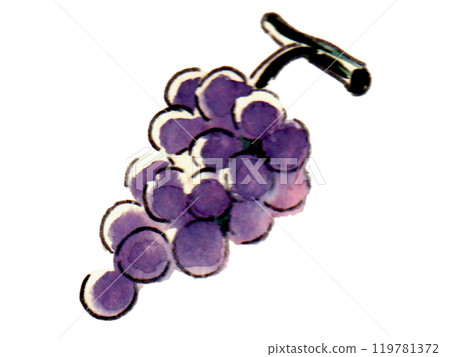 Illustration of grapes painted in watercolor 119781372