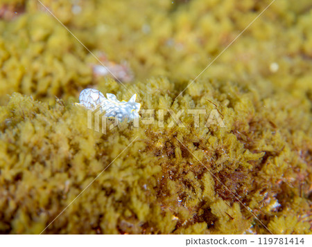 A beautiful cotton-striped shell (Bivalvia: Bivalvia). Nakagi Hirizo Beach, Minamiizu-cho, Kamo-gun, Izu Peninsula, Shizuoka Prefecture, 2024 119781414