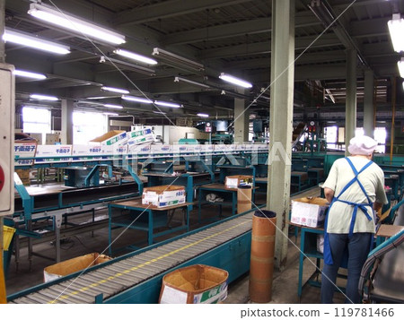 Eggplant sorting area Eggplant sorting area Sorting roller 119781466