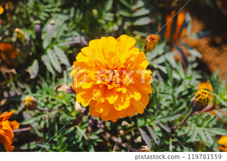 萬壽菊花開 119781559