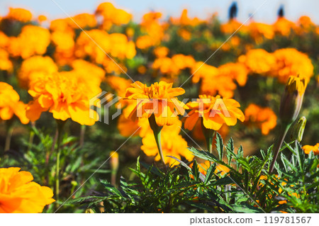 盛開的萬壽菊在春天的陽光下閃耀 盛開的萬壽菊在春天的陽光下閃耀 119781567