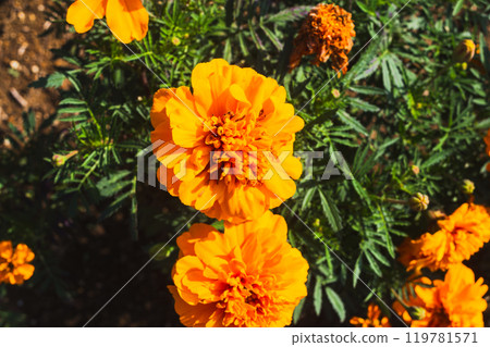 萬壽菊花開 萬壽菊花開 119781571