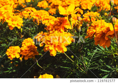 Yellow marigold flowers 119781577