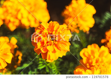 Marigold flowers are blooming Marigold flowers are blooming 119781578