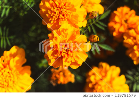 Yellow marigold flowers Yellow marigold flowers 119781579