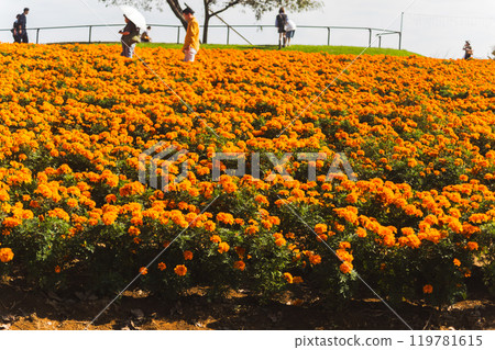 A park full of marigolds A park full of marigolds 119781615