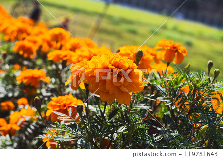 與萬壽菊的風景 119781643