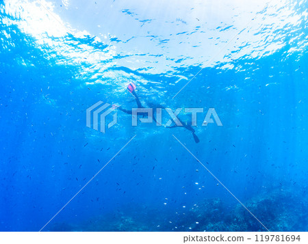 生長著海落葉鬆的懸崖上成群的金魚、雀鯛等 中木埼三海灘 2024 119781694