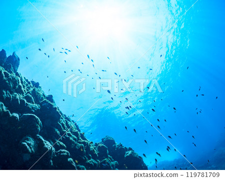 A school of anthias, damselfish and other fish in a drop-off area with sea pine trees, Nakagi Hirizo Beach 2024 119781709