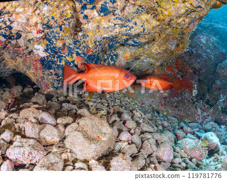 Beautiful sesame-finned ibis, southern spotted hawk moth, butterflyfish and other fish in the underwater cave at Nakagi Hirizo Beach in 2024 119781776