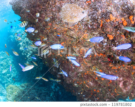 A school of cute blue-green damselfish (Pomacentridae), damselfish (Pomacentridae) and other fish gather in shallow waters. 2024 A school of cute blue-green damselfish (Pomacentridae), damselfish (Pomacentridae) and other fish gather in shallow waters. 2024 119781802