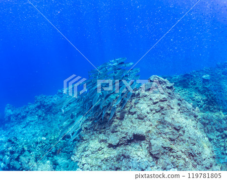A beautiful school of mullets (family Mulletidae) swimming near the surface. Nakagi Hirizo Beach, Minamiizu-cho, Kamo-gun, Izu Peninsula, Shizuoka Prefecture, 2024 119781805