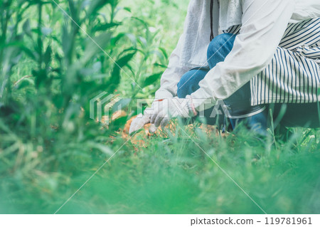 Field work 119781961