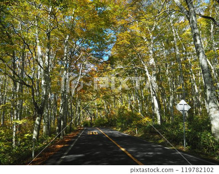 Spectacular autumn foliage at Mt. Daisen in Tottori 119782102