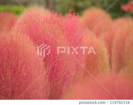 Beautiful autumn leaves of kochia Beautiful autumn leaves of kochia 119782516