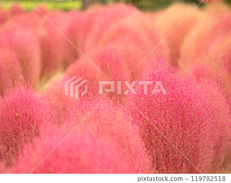 秋葉Kokia 119782518