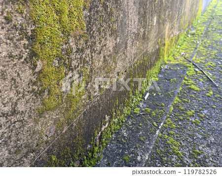 Moss-covered alley 119782526