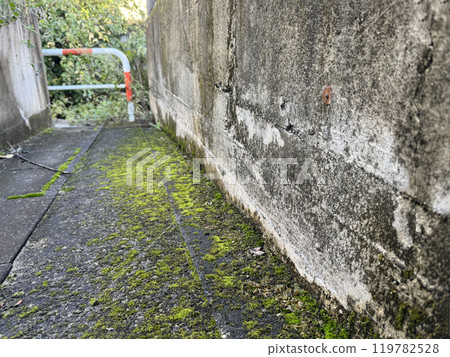 Moss-covered alley Moss-covered alley 119782528