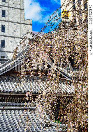 Beautiful weeping cherry blossoms at the Rokkakudo Hall of Chohoji Temple, Shiunzan, Kyoto (Nakagyo Ward, Kyoto City) Beautiful weeping cherry blossoms at the Rokkakudo Hall of Chohoji Temple, Shiunzan, Kyoto (Nakagyo Ward, Kyoto City) 119782572
