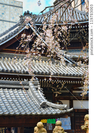 京都紫雲山長法寺六角堂美麗的垂枝櫻花（京都市中京區） 119783003