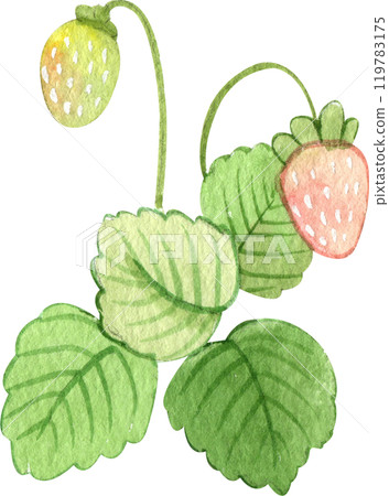 strawberry on a stem, strawberry strawberry bush full of strawberries, hand-drawn watercolor illustration 119783175
