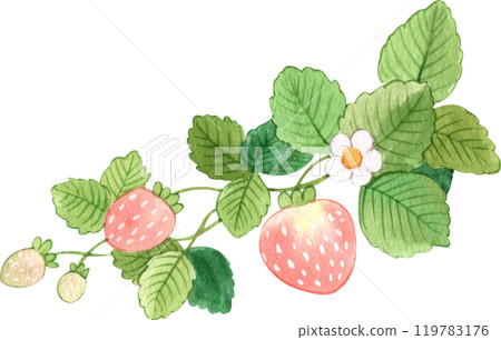 strawberry bush full of strawberries, hand-drawn watercolor illustration strawberry bush full of strawberries, hand-drawn watercolor illustration 119783176