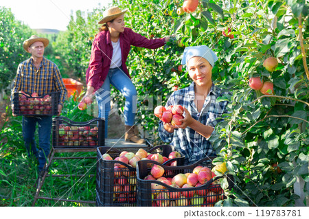 Workers picking apples in plantation 119783781