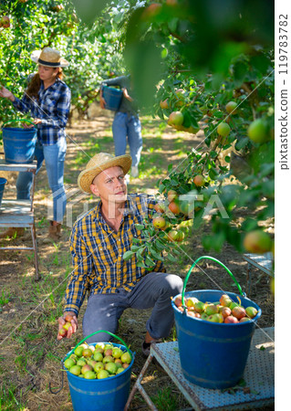Group of people picking pears 119783782