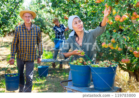 Focused farmers picking ripe pears in orchard 119783800