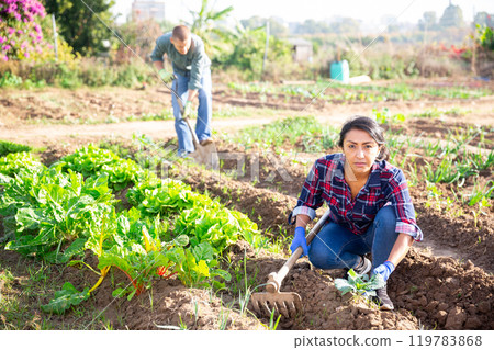 Woman weeds with a hoe garden bed Woman weeds with a hoe garden bed 119783868
