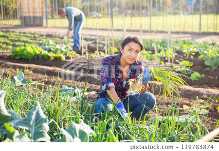 Female farmer harvesting green onions on field 119783874