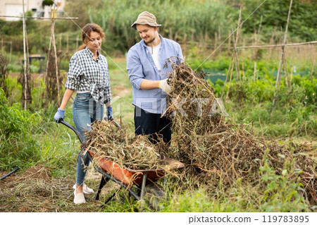 Husband and wife together put dry tops in wheelbarrow for disposal 119783895