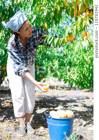 Woman harvesting peaches 119783942