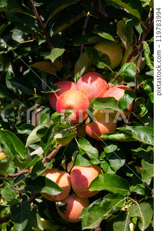Ripe apples on tree branches 119783994