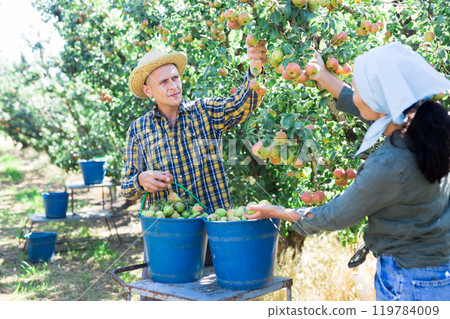 Man and woman farmers harvesting ripe pears Man and woman farmers harvesting ripe pears 119784009