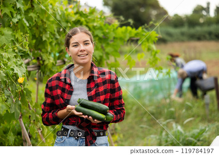 Young woman harvesting cucumbers with her family in field Young woman harvesting cucumbers with her family in field 119784197