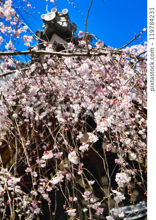 Beautiful weeping cherry blossoms at the Rokkakudo Hall of Chohoji Temple, Shiunzan, Kyoto (Nakagyo Ward, Kyoto City) Beautiful weeping cherry blossoms at the Rokkakudo Hall of Chohoji Temple, Shiunzan, Kyoto (Nakagyo Ward, Kyoto City) 119784231