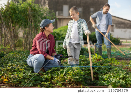 Farmer woman and her son planting strawberries Farmer woman and her son planting strawberries 119784279