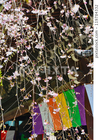 Beautiful weeping cherry blossoms at the Rokkakudo Hall of Chohoji Temple, Shiunzan, Kyoto (Nakagyo Ward, Kyoto City) Beautiful weeping cherry blossoms at the Rokkakudo Hall of Chohoji Temple, Shiunzan, Kyoto (Nakagyo Ward, Kyoto City) 119784332
