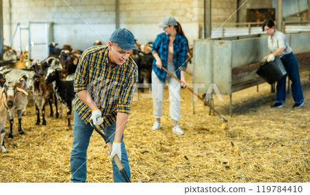 Focused farmer cleaning hay bedding in goat shed Focused farmer cleaning hay bedding in goat shed 119784410