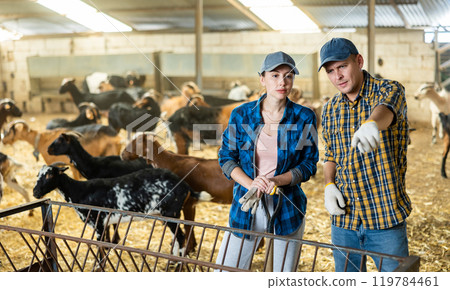 Young male and female farmer employees talking during working together in goat livestock farm. Concept of farming and animal husbandry 119784461